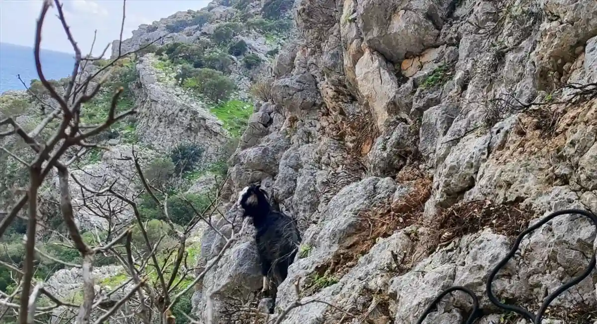 Kayalıklarda mahsur kalan keçi kurtarıldı