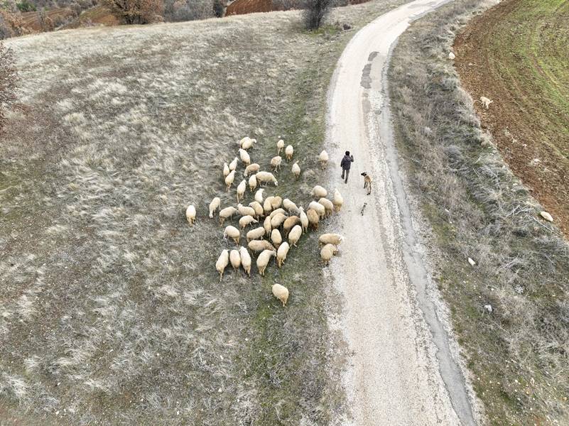 Üniversiteden mezun olup köye dönen genç, koyun sürüsünü büyütmek istiyor