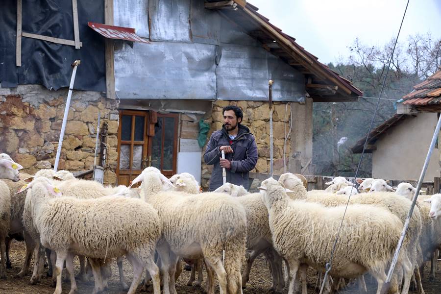 Üniversiteden mezun olup köye dönen genç, koyun sürüsünü büyütmek istiyor