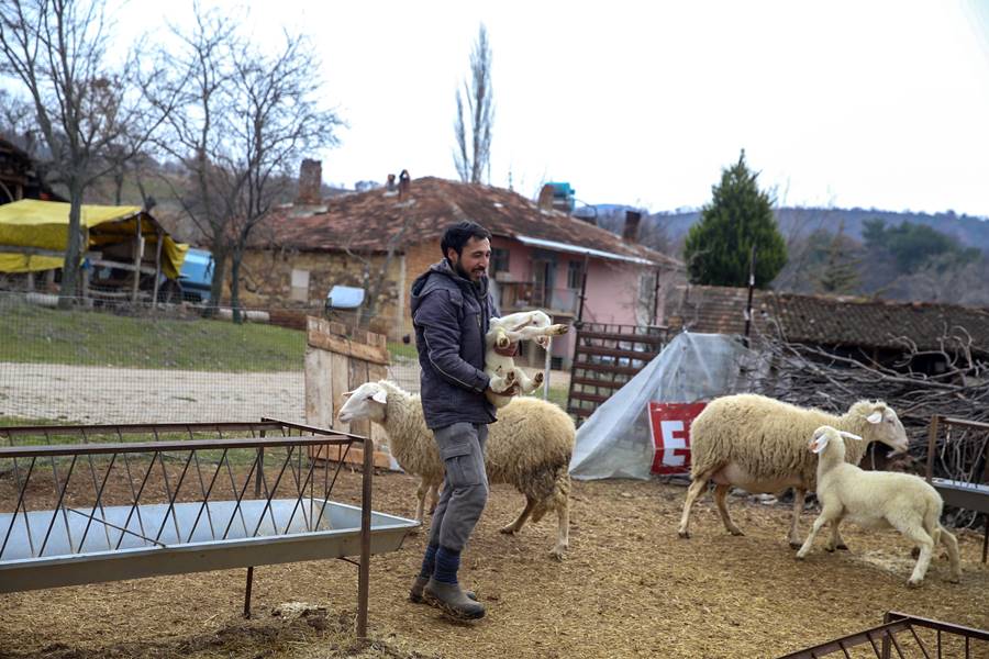 Üniversiteden mezun olup köye dönen genç, koyun sürüsünü büyütmek istiyor