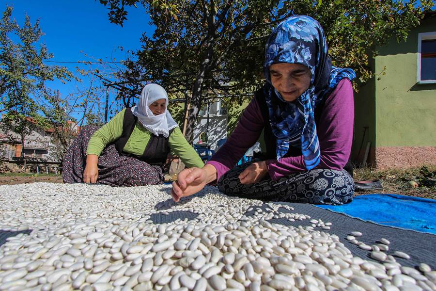 Kütahya'da üç asırlık tohumla fasulye üretiyorlar