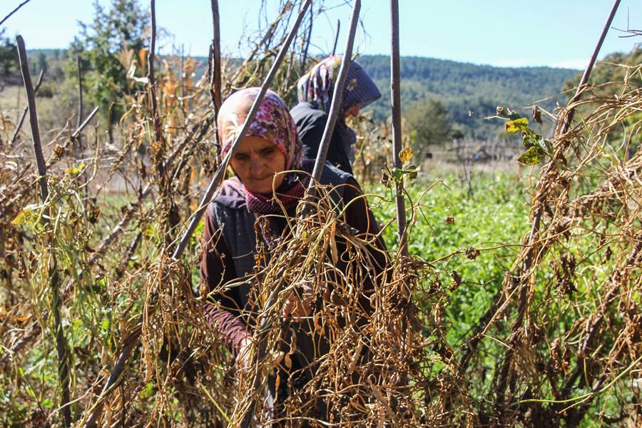 Kütahya'da üç asırlık tohumla fasulye üretiyorlar