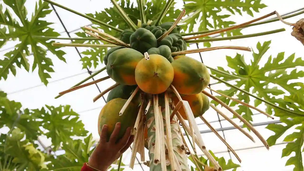 Papaya nedir, faydaları nelerdir?