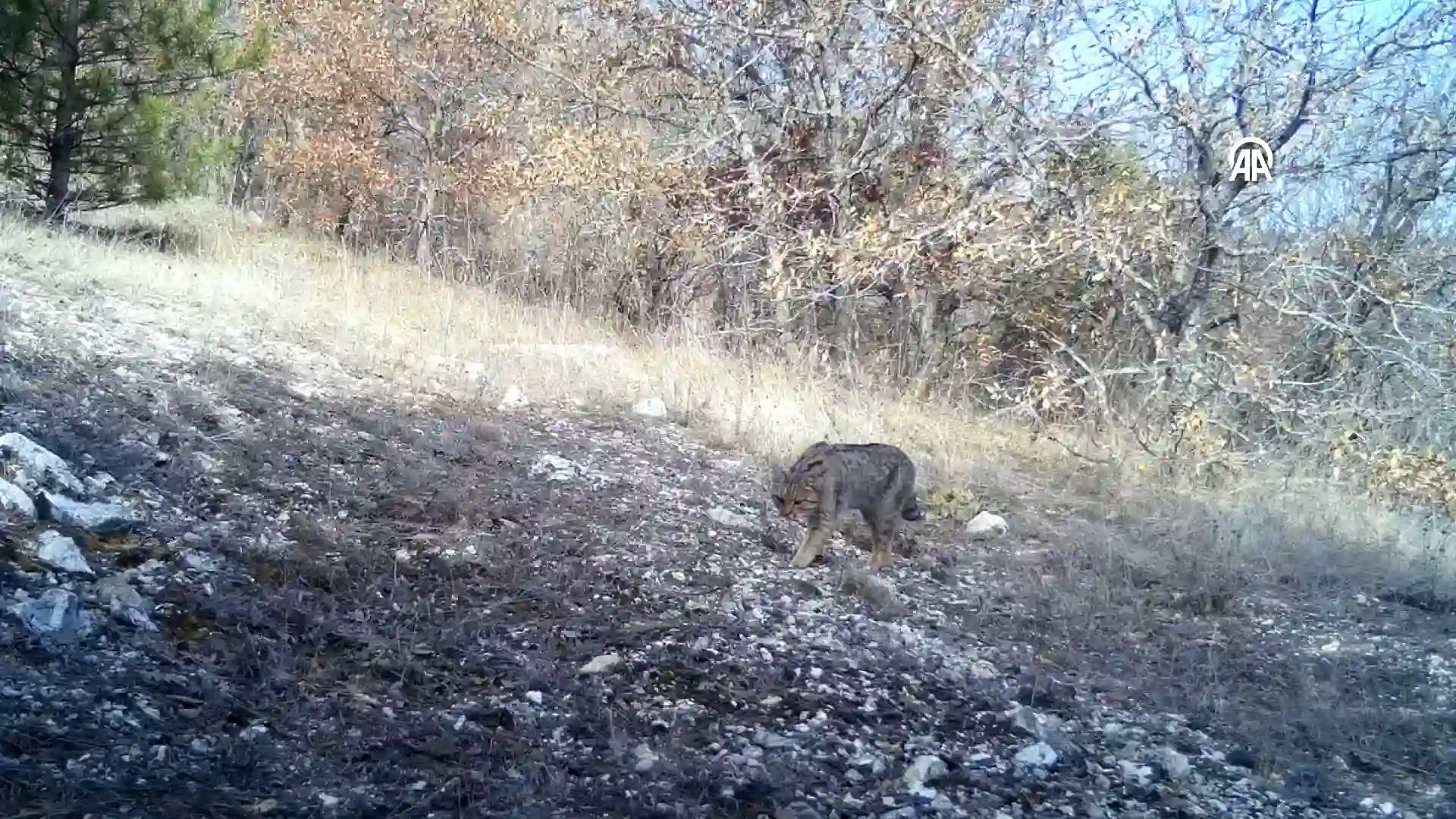 Yaban kedisi Kütahya’da fotokapana yakalandı 