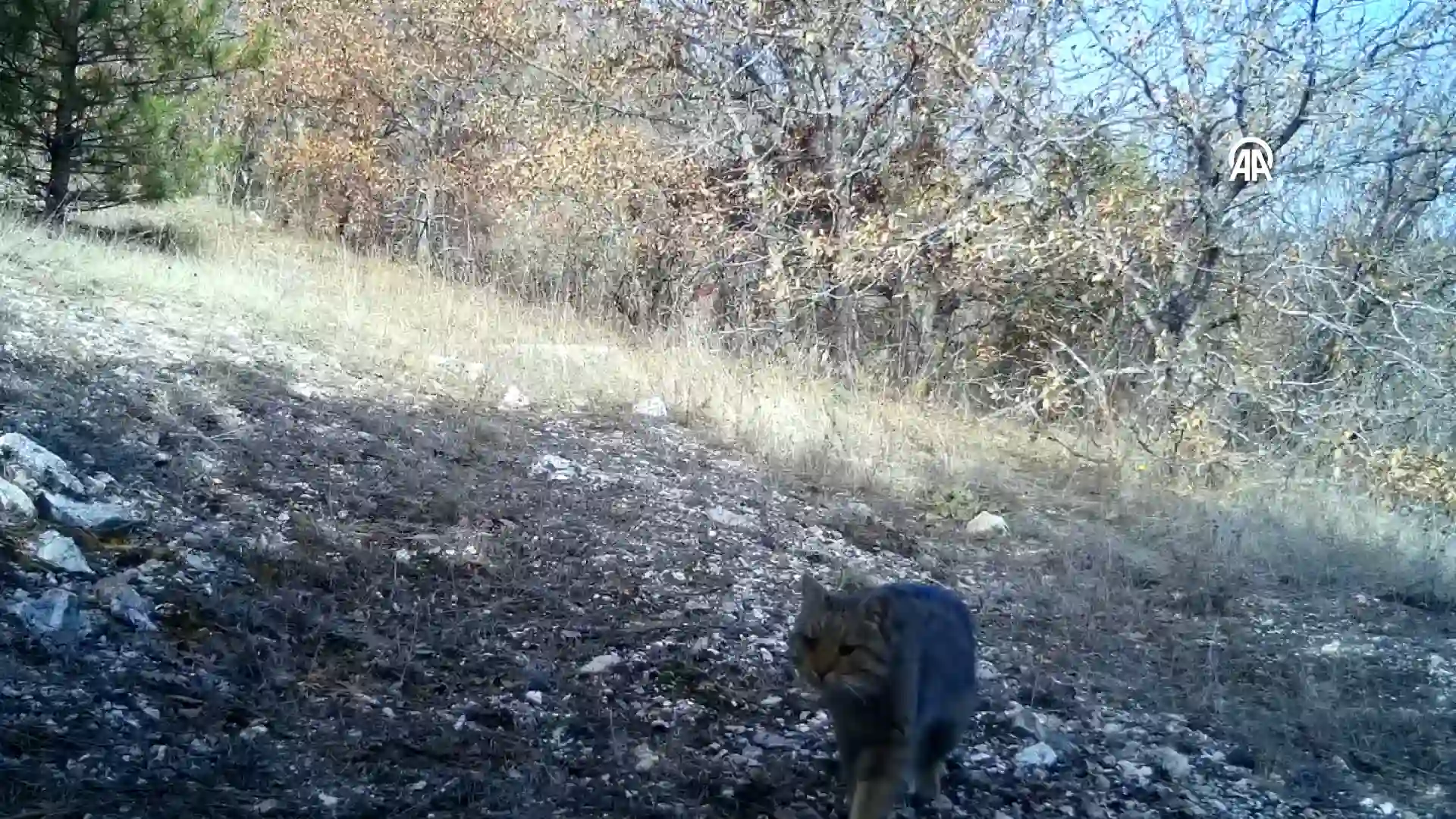 Yaban kedisi Kütahya’da fotokapana yakalandı 