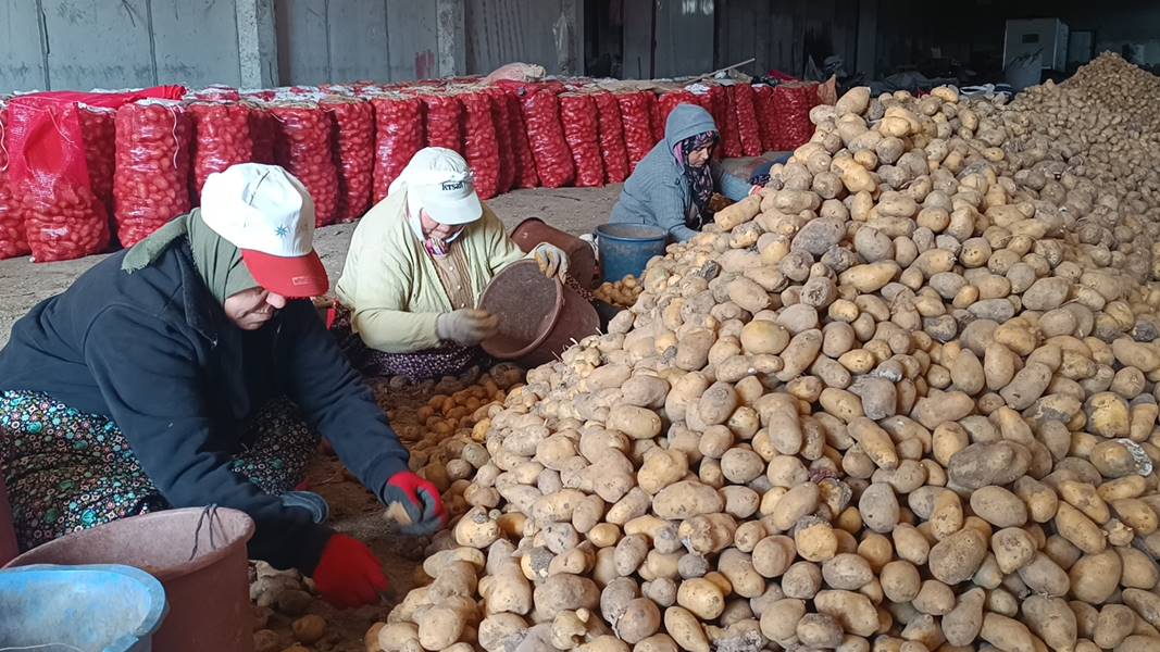 Afyonkarahisar'da depolarındaki patatesler, büyükşehirlere gönderiliyor