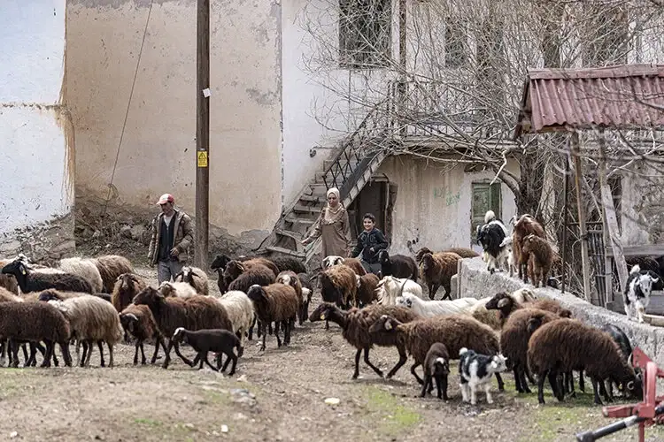 Gurbetten köyüne dönen kadın devlet desteğiyle sürü sahibi oldu</p>
<p>