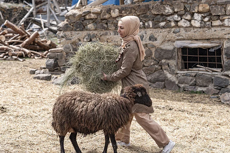 Gurbetten köyüne dönen kadın devlet desteğiyle sürü sahibi oldu</p>
<p>