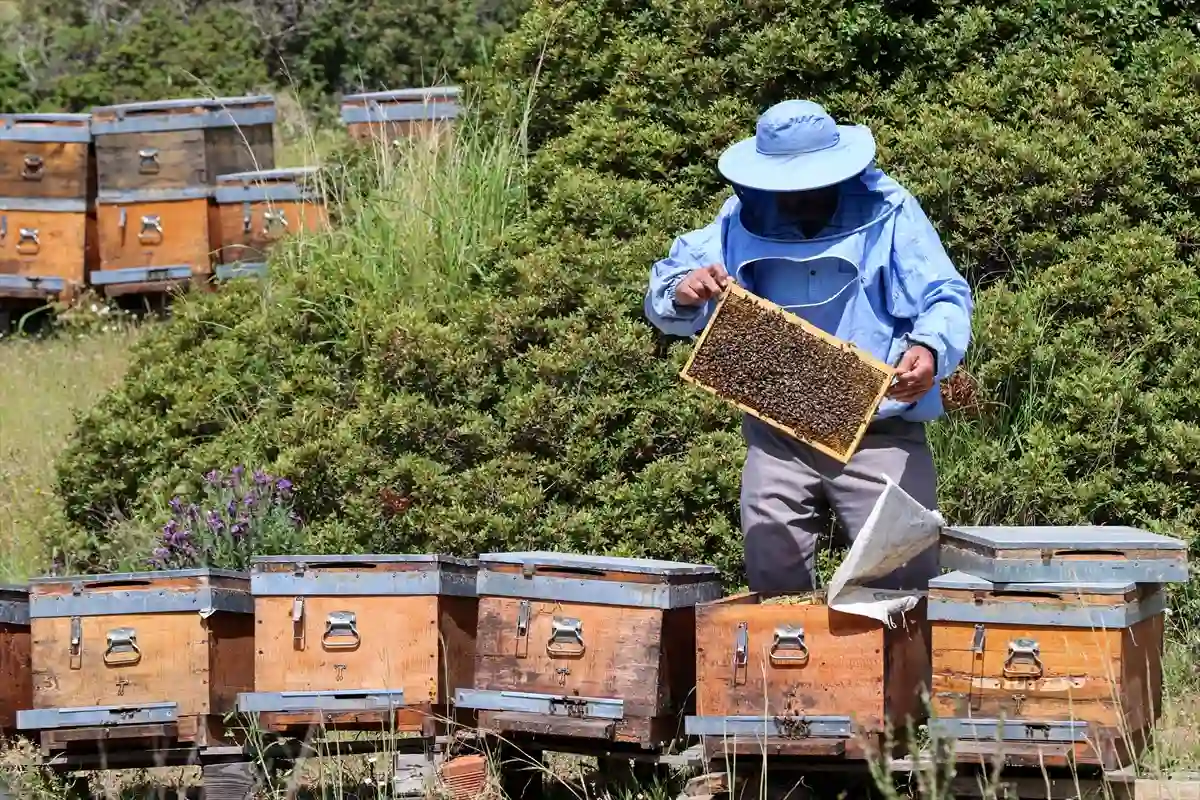 Gezgin arıcıları iklim krizi vurdu