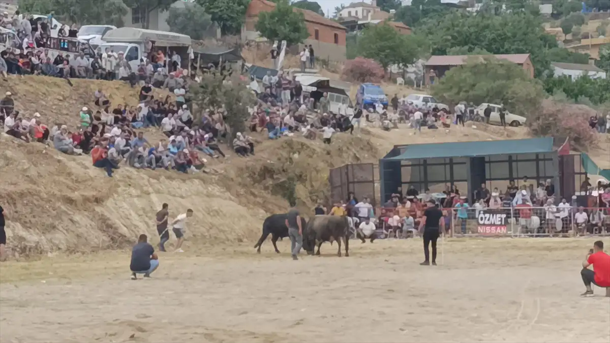 Aydın'da boğa güreşleri düzenlendi