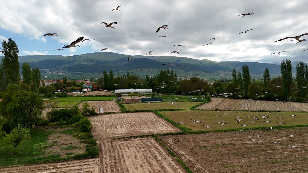 Kütahya'da leyleklerin yiyecek arayışı dronla görüntülendi