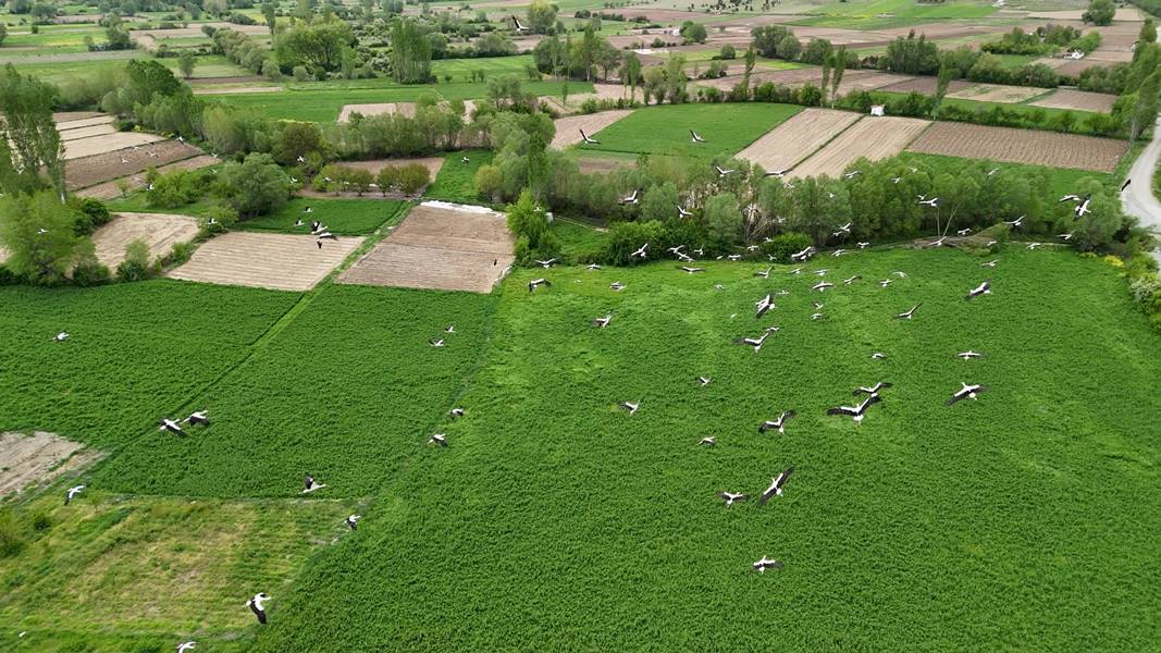 Kütahya'da leyleklerin yiyecek arayışı dronla görüntülendi