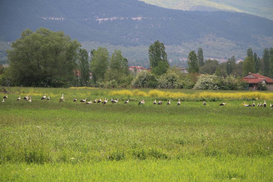 Kütahya'da leyleklerin yiyecek arayışı dronla görüntülendi