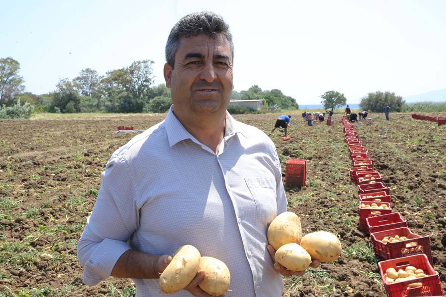 Muğla'da turfanda patates hasadı devam ediyor