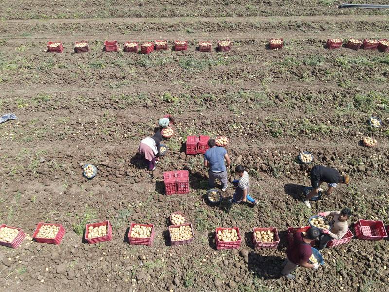 Muğla'da turfanda patates hasadı devam ediyor