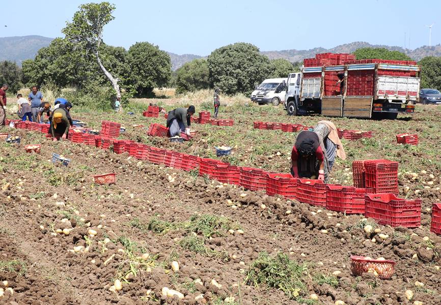 Muğla'da turfanda patates hasadı devam ediyor