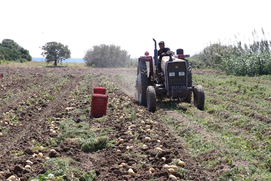 Muğla'da turfanda patates hasadı devam ediyor