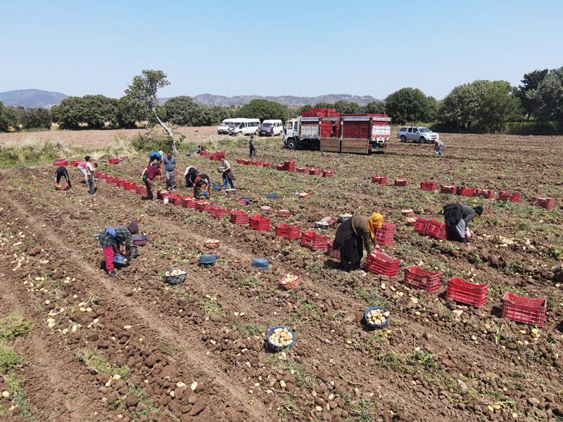 Muğla'da turfanda patates hasadı devam ediyor