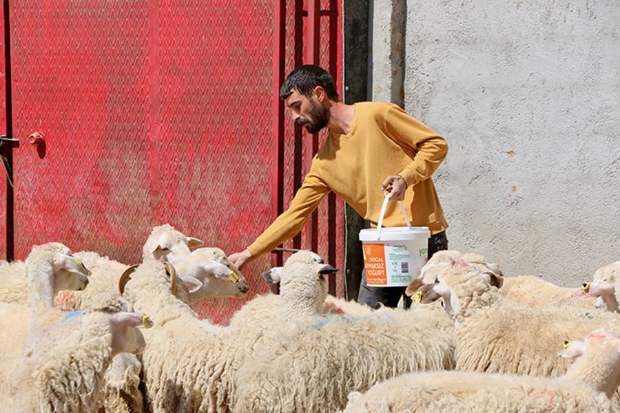 Şehir hayatını bırakıp kırsalda hayvancılığa başladı