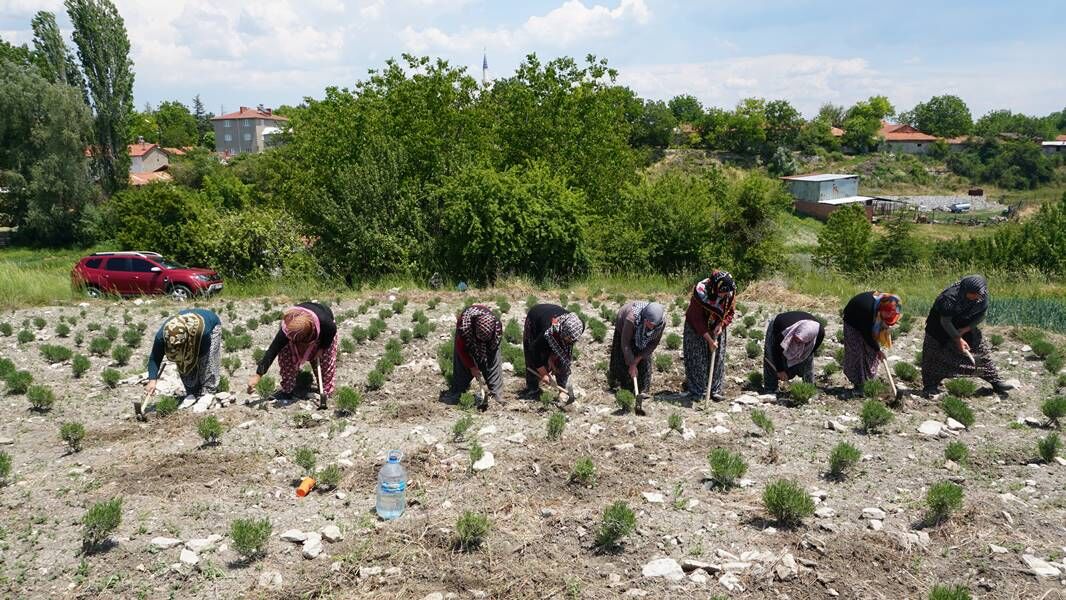 Kütahya da kadınlar güç birliği yapıp lavanta üretiyor