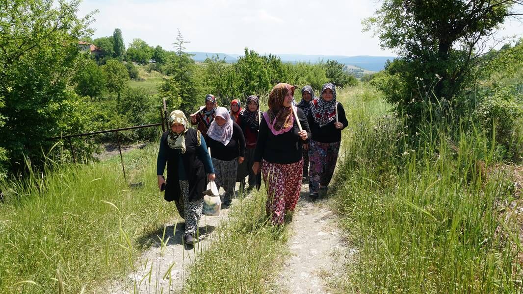 Kütahya da kadınlar güç birliği yapıp lavanta üretiyor