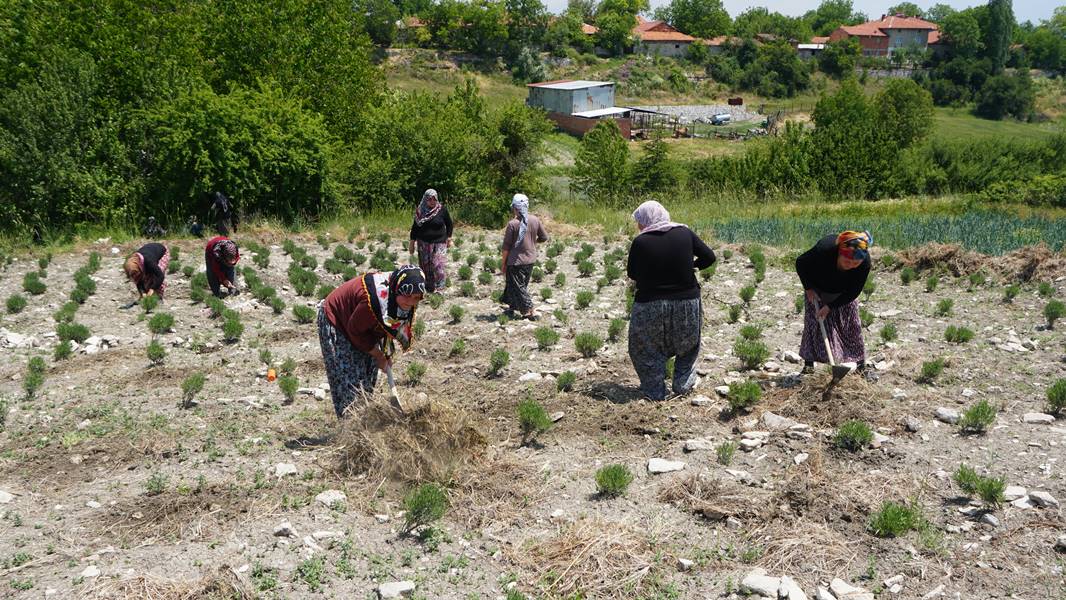 Kütahya da kadınlar güç birliği yapıp lavanta üretiyor