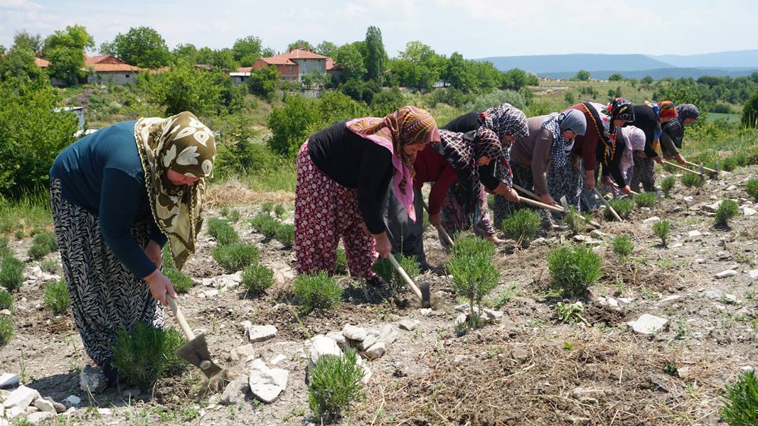 Kütahya da kadınlar güç birliği yapıp lavanta üretiyor