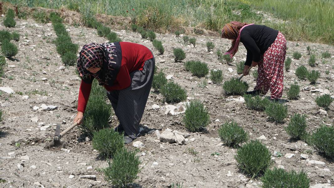 Kütahya da kadınlar güç birliği yapıp lavanta üretiyor