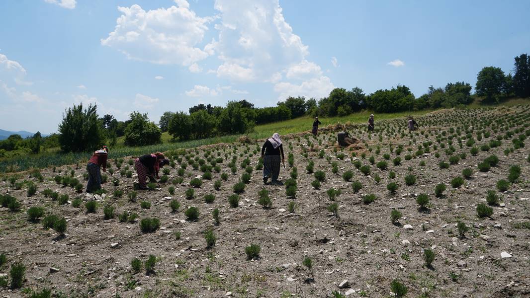 Kütahya da kadınlar güç birliği yapıp lavanta üretiyor