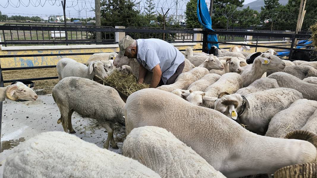 Kütahya kurban pazarında hareketlilik sürüyor