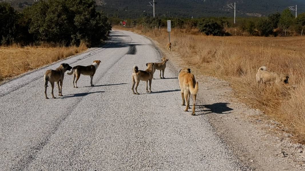 Başıboş sokak köpeklerine ilişkin düzenleme tamamlanıyor