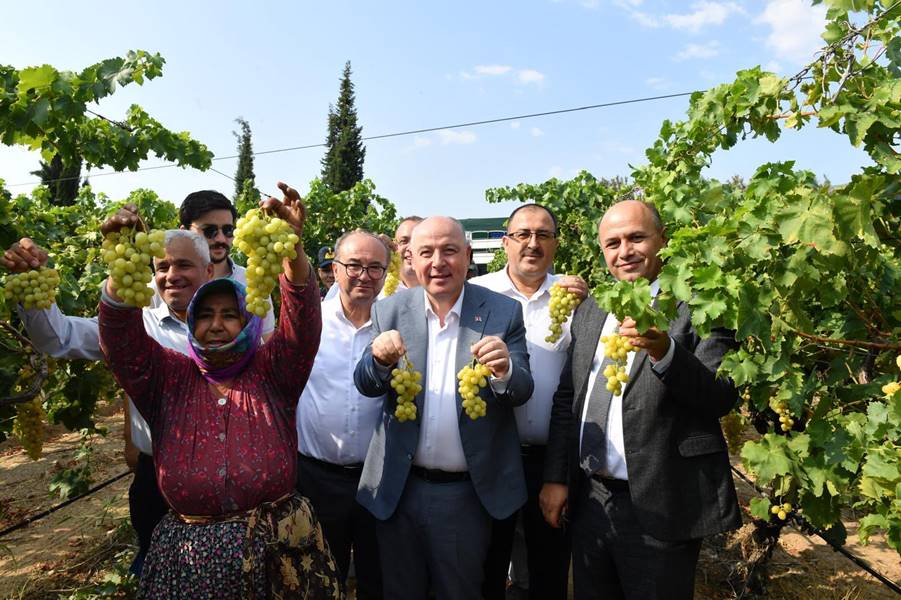 Denizli'de erkenci çeşit üzümün hasadı başladı