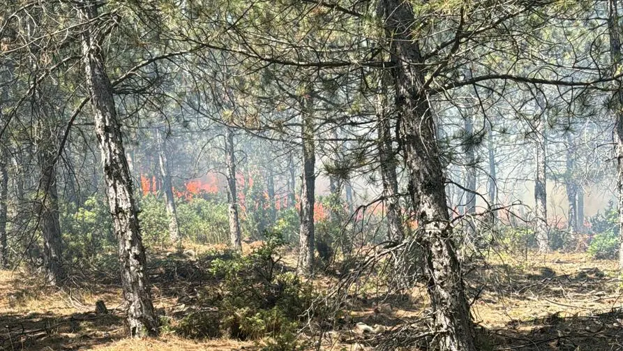 Kütahya'da orman yangını çıktı