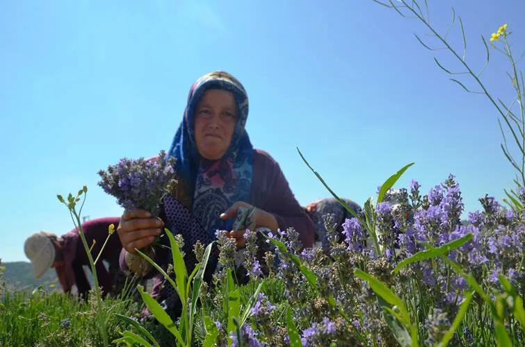 Kütahyalı çini sanatçısının lavanta bahçesinde hasat başladı