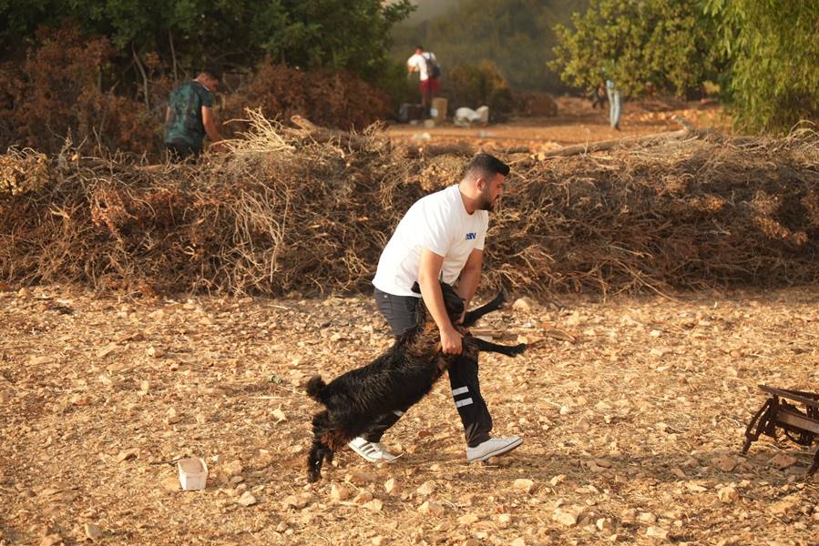 Aydın'da ormanda çıkan yangına müdahale ediliyor