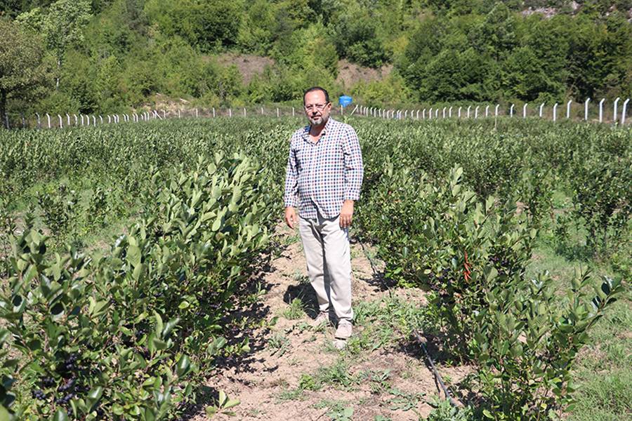 Girişimci iş insanı, çiftçileri aronya yetiştiriciliğine yöneltti