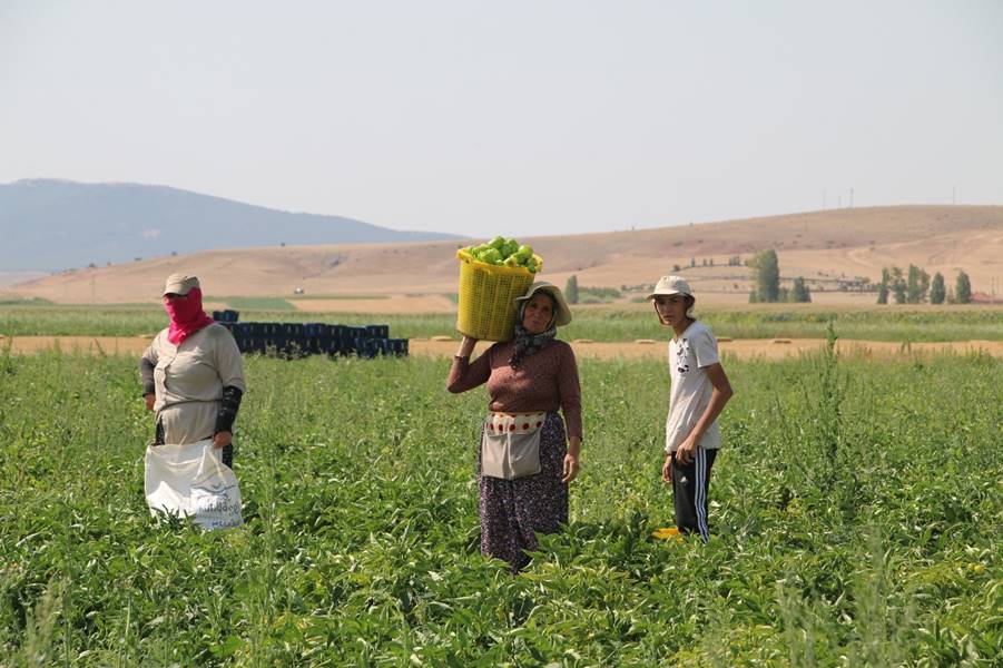 Kütahya’da alternatif ürün olarak ektiler, 10 ton verim aldılar