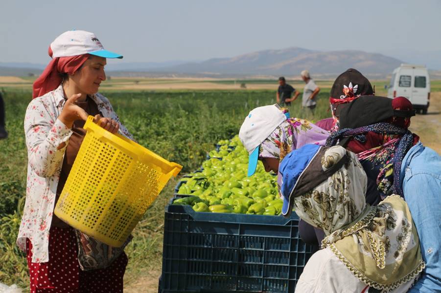 Kütahya’da alternatif ürün olarak ektiler, 10 ton verim aldılar