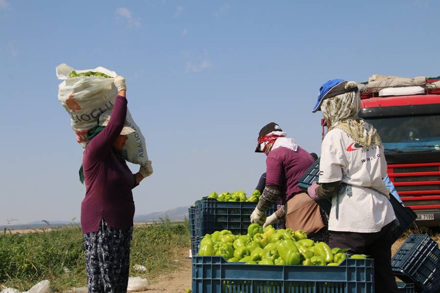 Kütahya’da alternatif ürün olarak ektiler, 10 ton verim aldılar