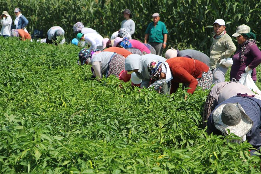 Kütahya’da alternatif ürün olarak ektiler, 10 ton verim aldılar