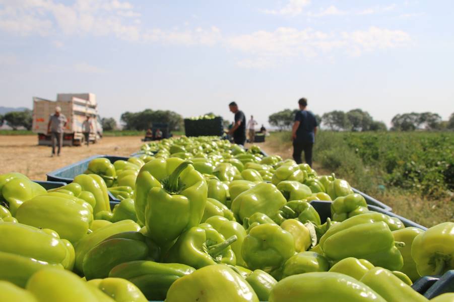 Kütahya’da alternatif ürün olarak ektiler, 10 ton verim aldılar