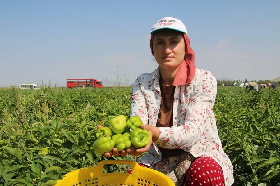 Kütahya’da alternatif ürün olarak ektiler, 10 ton verim aldılar