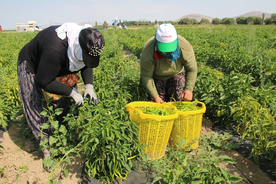 Kütahya’da alternatif ürün olarak ektiler, 10 ton verim aldılar