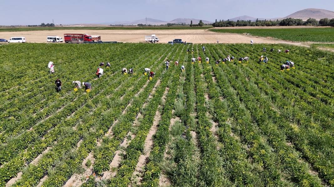 Kütahya’da alternatif ürün olarak ektiler, 10 ton verim aldılar