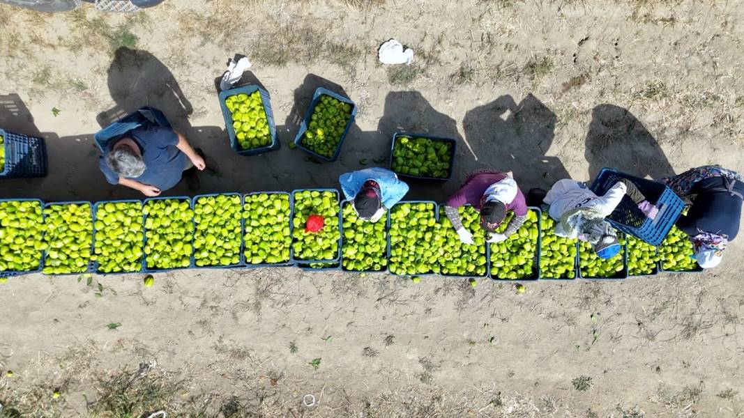 Kütahya’da alternatif ürün olarak ektiler, 10 ton verim aldılar