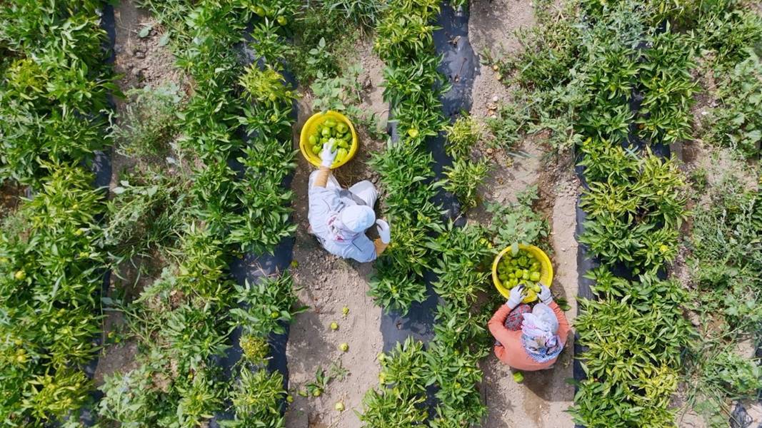 Kütahya’da alternatif ürün olarak ektiler, 10 ton verim aldılar