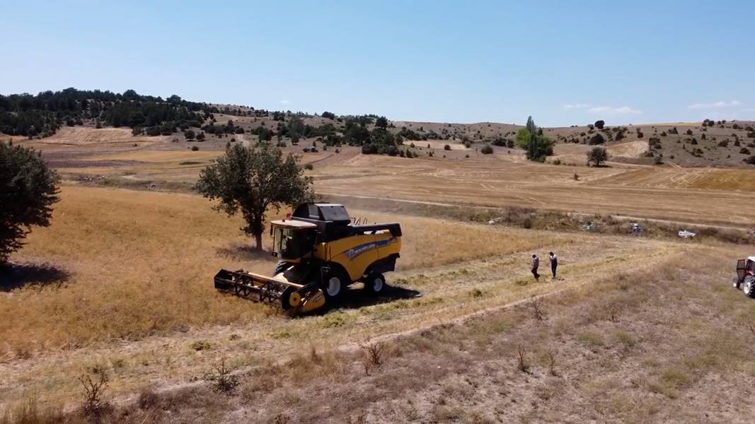 Kütahya'da sözleşmeli nohut üretimi hasadı başladı