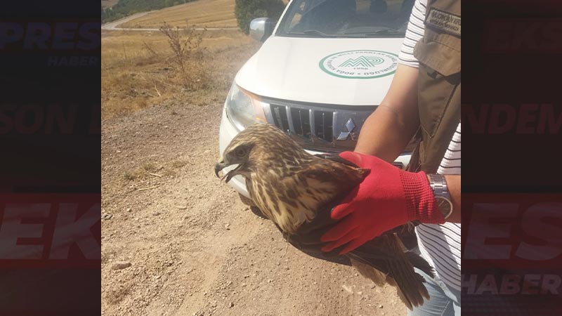 Kütahya’da yaralı şahin tedavi altına alındı