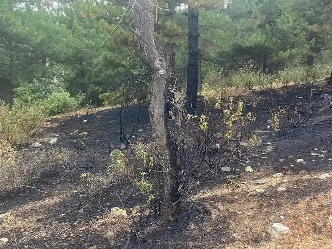 Manisa'da çıkan orman yangınlarında son durum