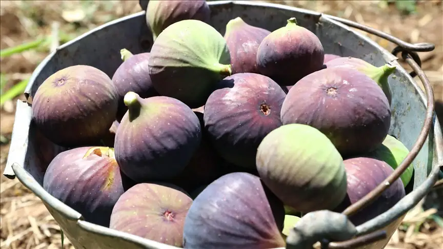 Bursa siyah inciri AB'den coğrafi işaret tescili aldı